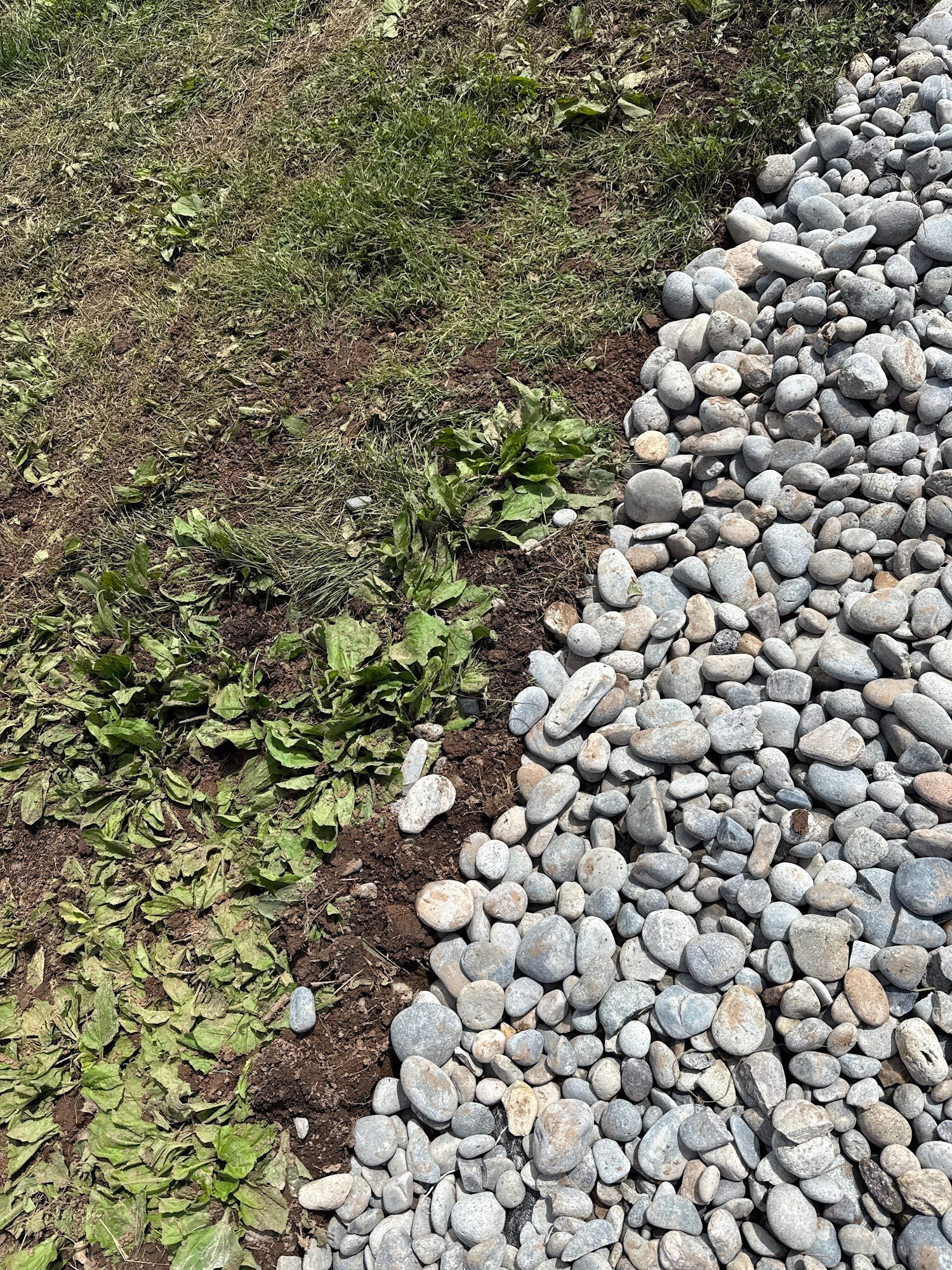 Gravel and dirt border grass. Small green plants grow in the dirt.