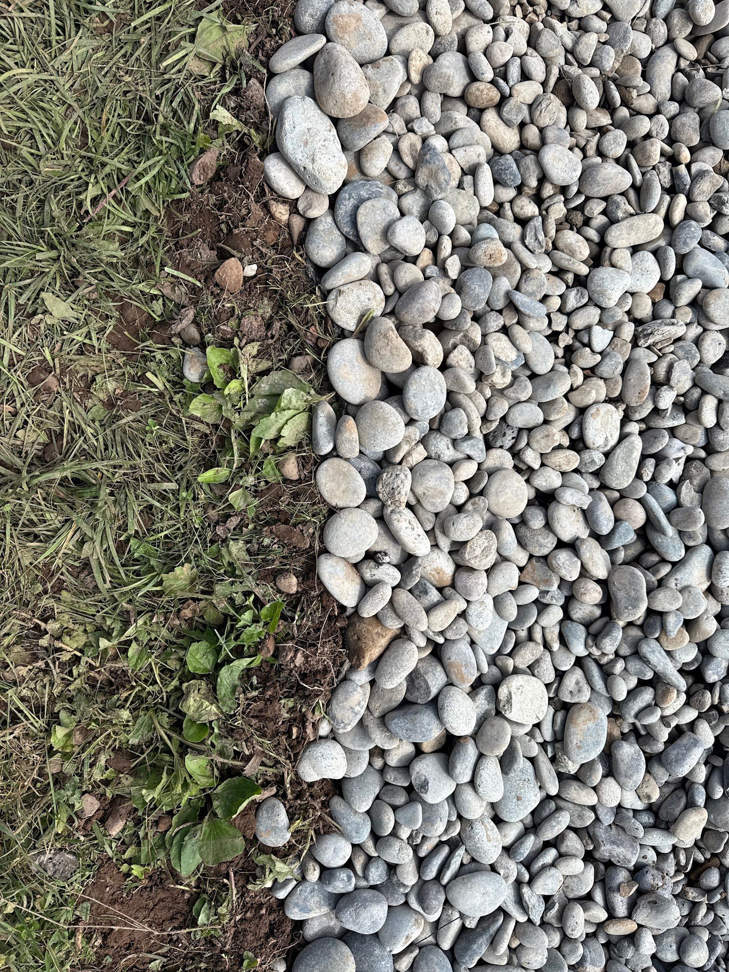 Green grass next to a pile of gray river rocks.