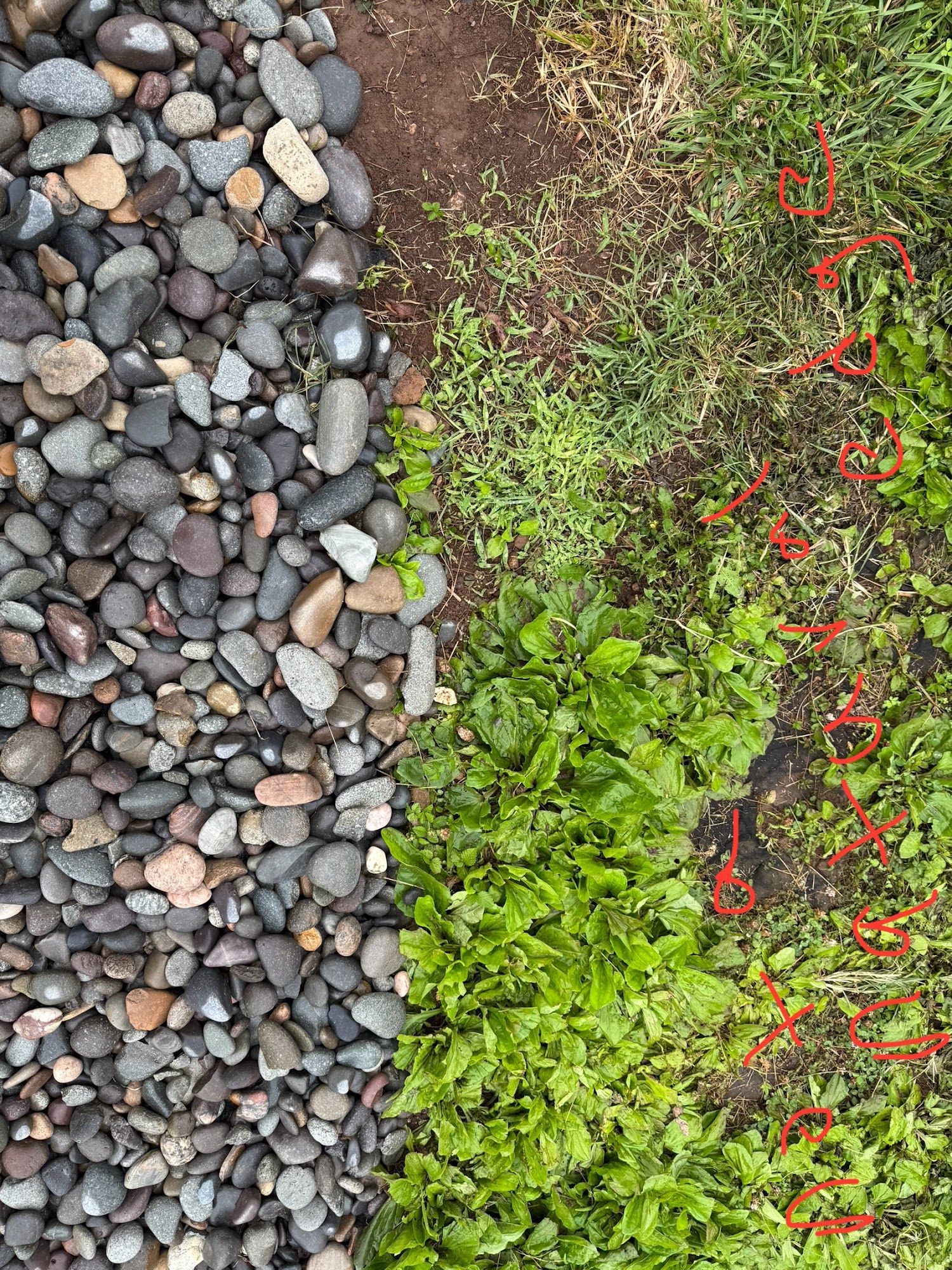 Gravel and grass border. Green plants grow in a line on one side of a brown strip. Weeds are marked in red.