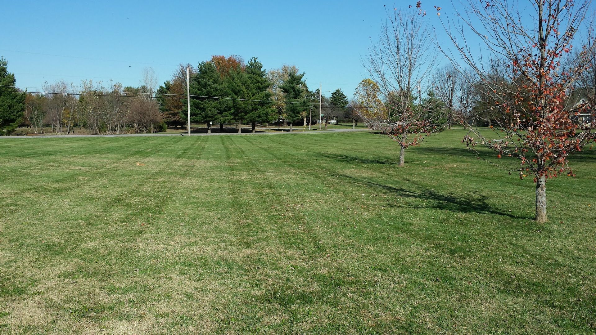 Lawn with tree line in the background; trees with sparse leaves in the foreground; blue sky.