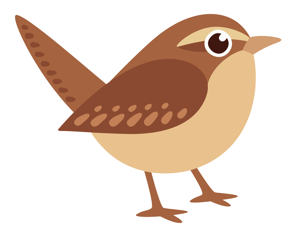 a brown bird with a long tail is standing on a white background .