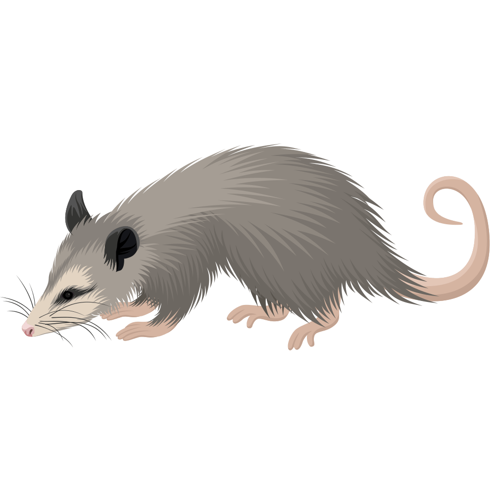 a cartoon illustration of an opossum on a white background .