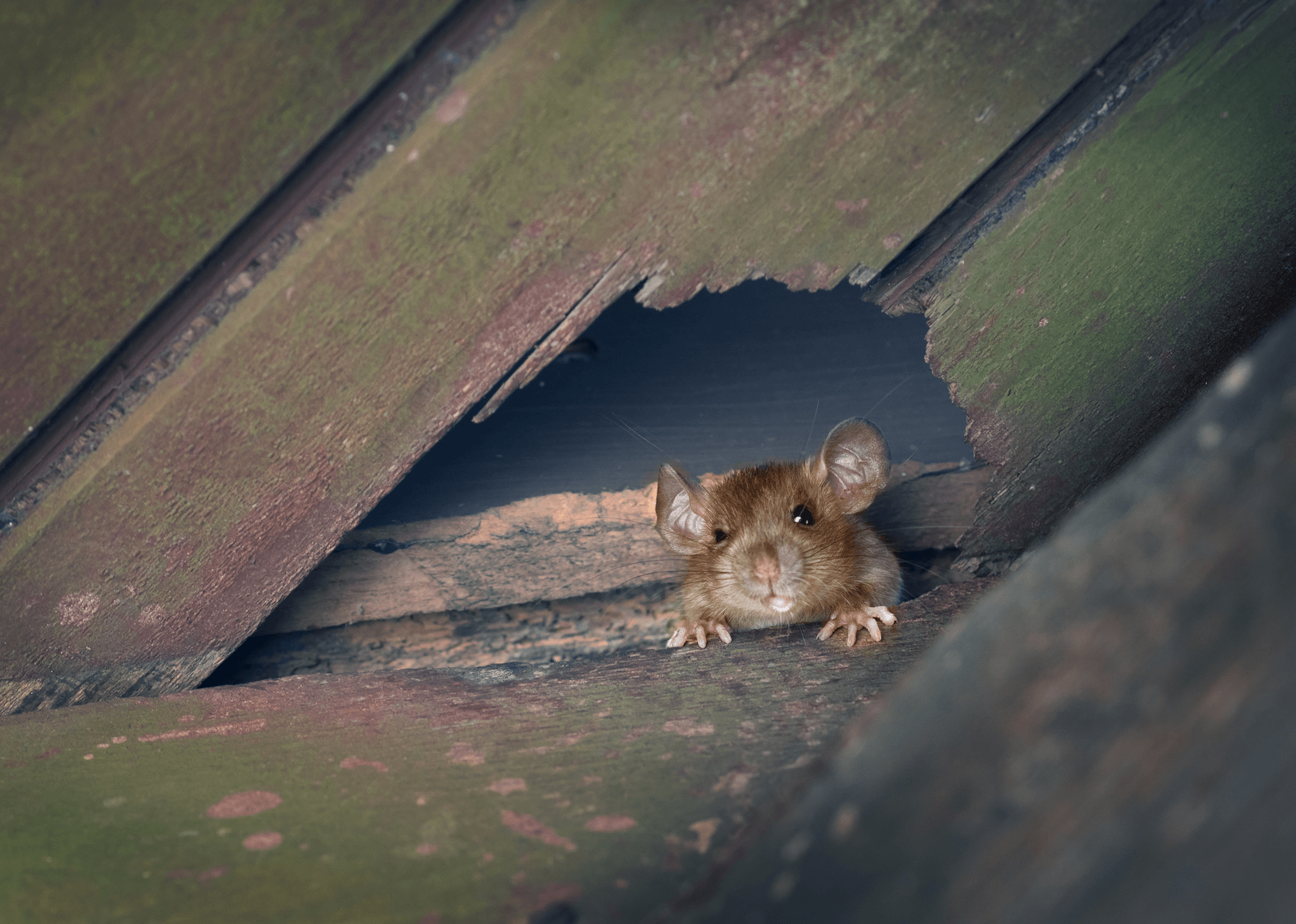 rat-in-roof