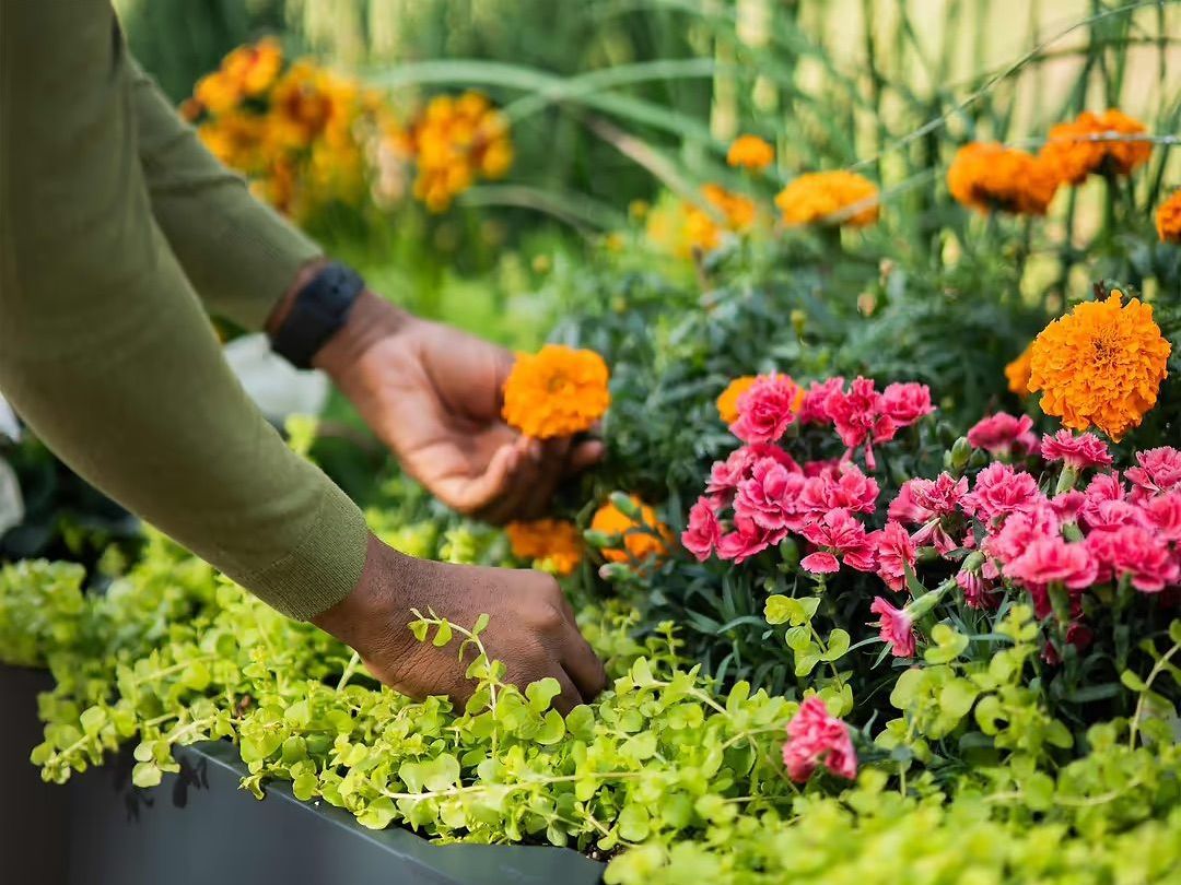 Person tending a flower garden with orange and pink blossoms, wearing green sleeves.