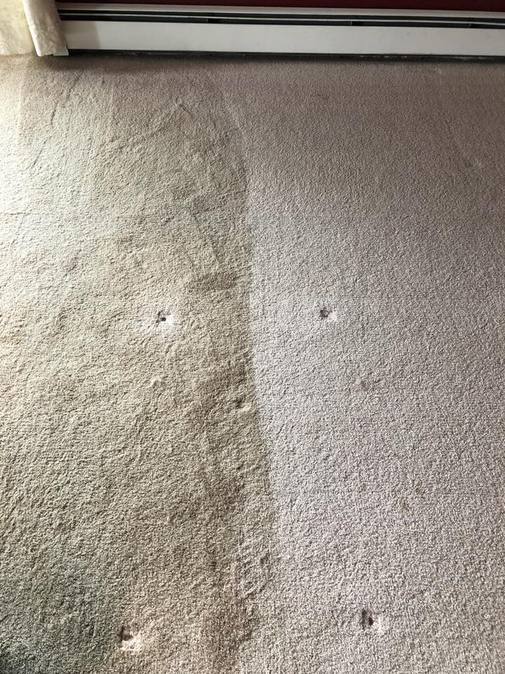 a before and after picture of a carpet being cleaned .
