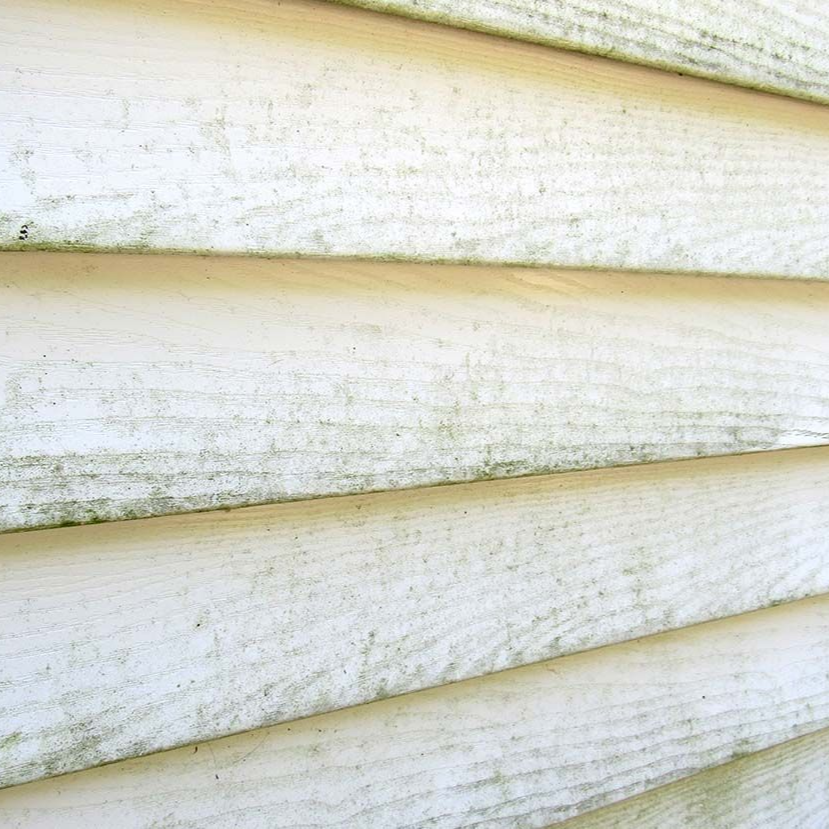 Algae growing on vinyl siding at a home in Suffolk County Long Island 