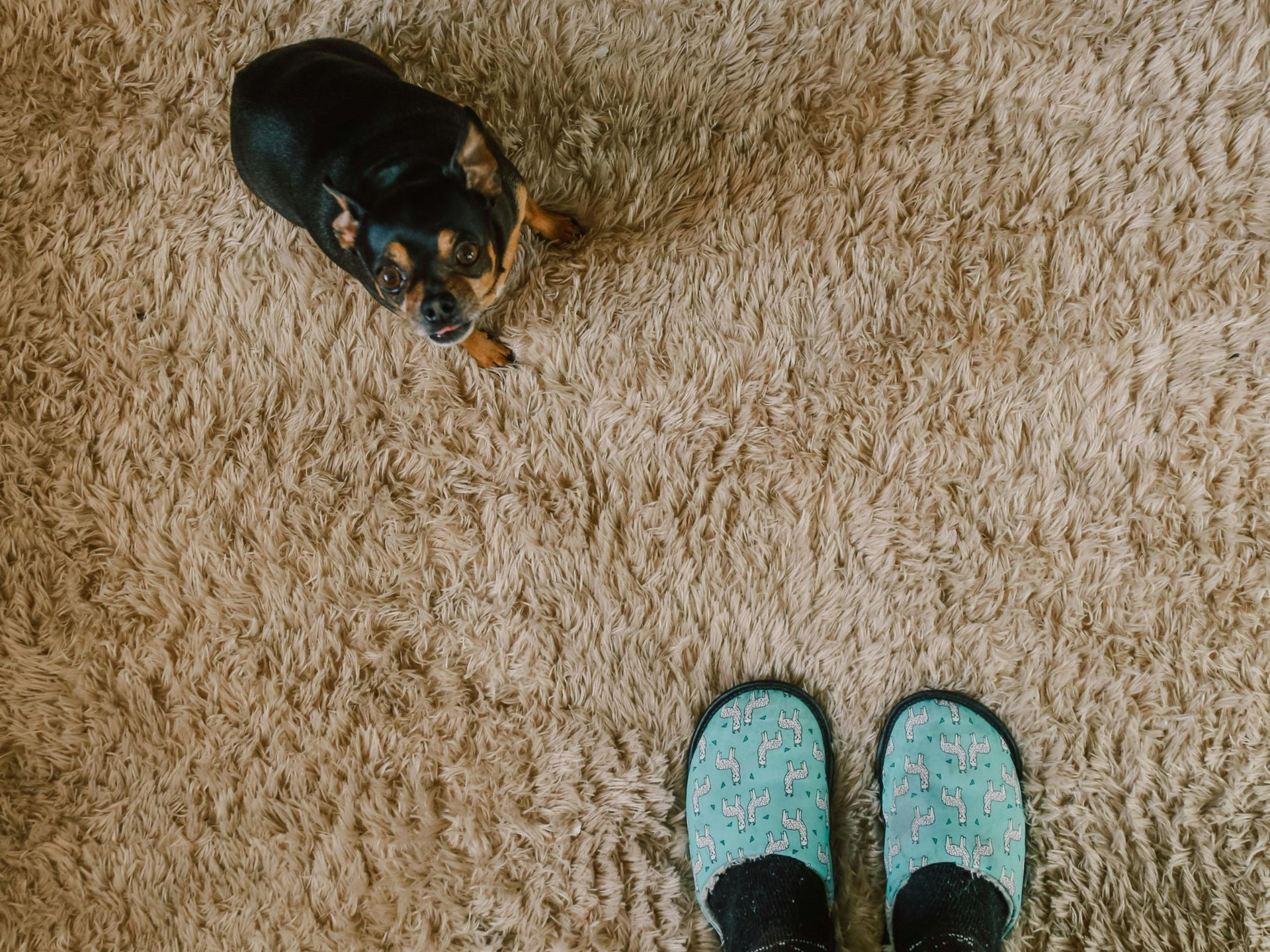 trapped pet dander in carpets affects indoor air quality
