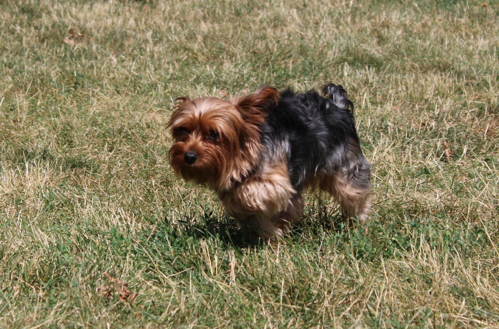 Shih Tzu  — Clinton Twp., MI — Shores Kennels