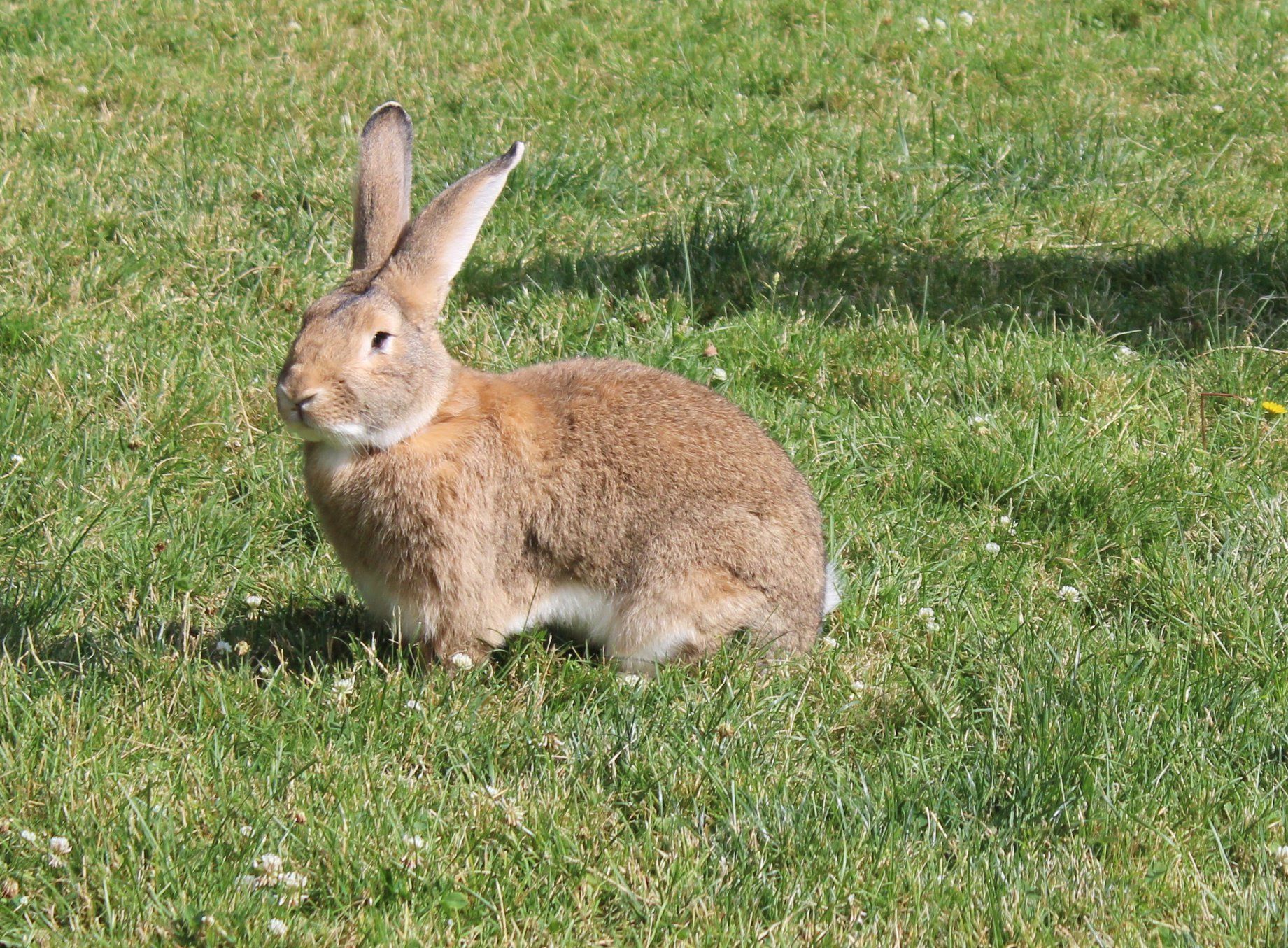 Rabbit  — Clinton Twp., MI — Shores Kennels