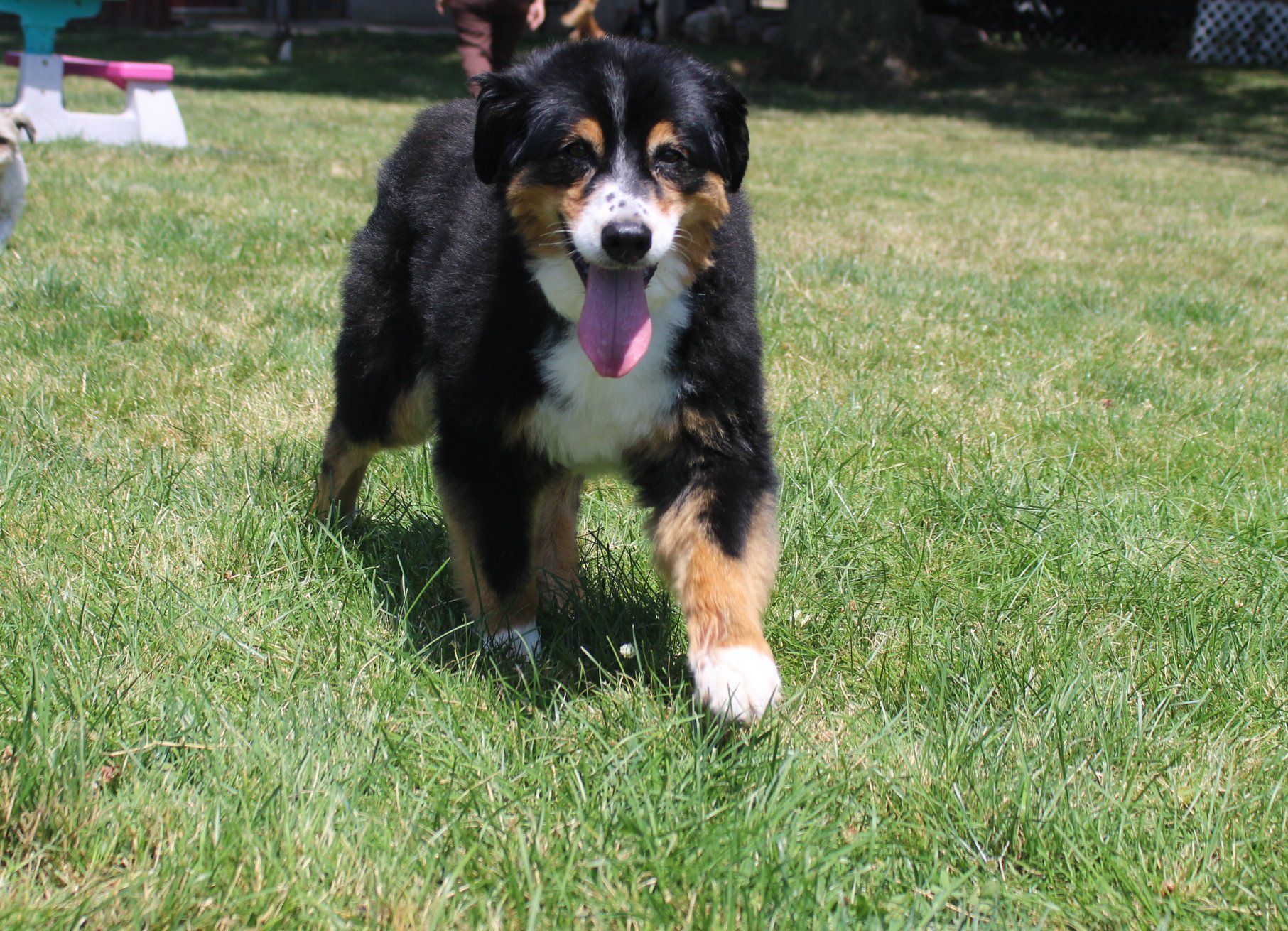 Huge Dog Walking On Grass  — Clinton Twp., MI — Shores Kennels