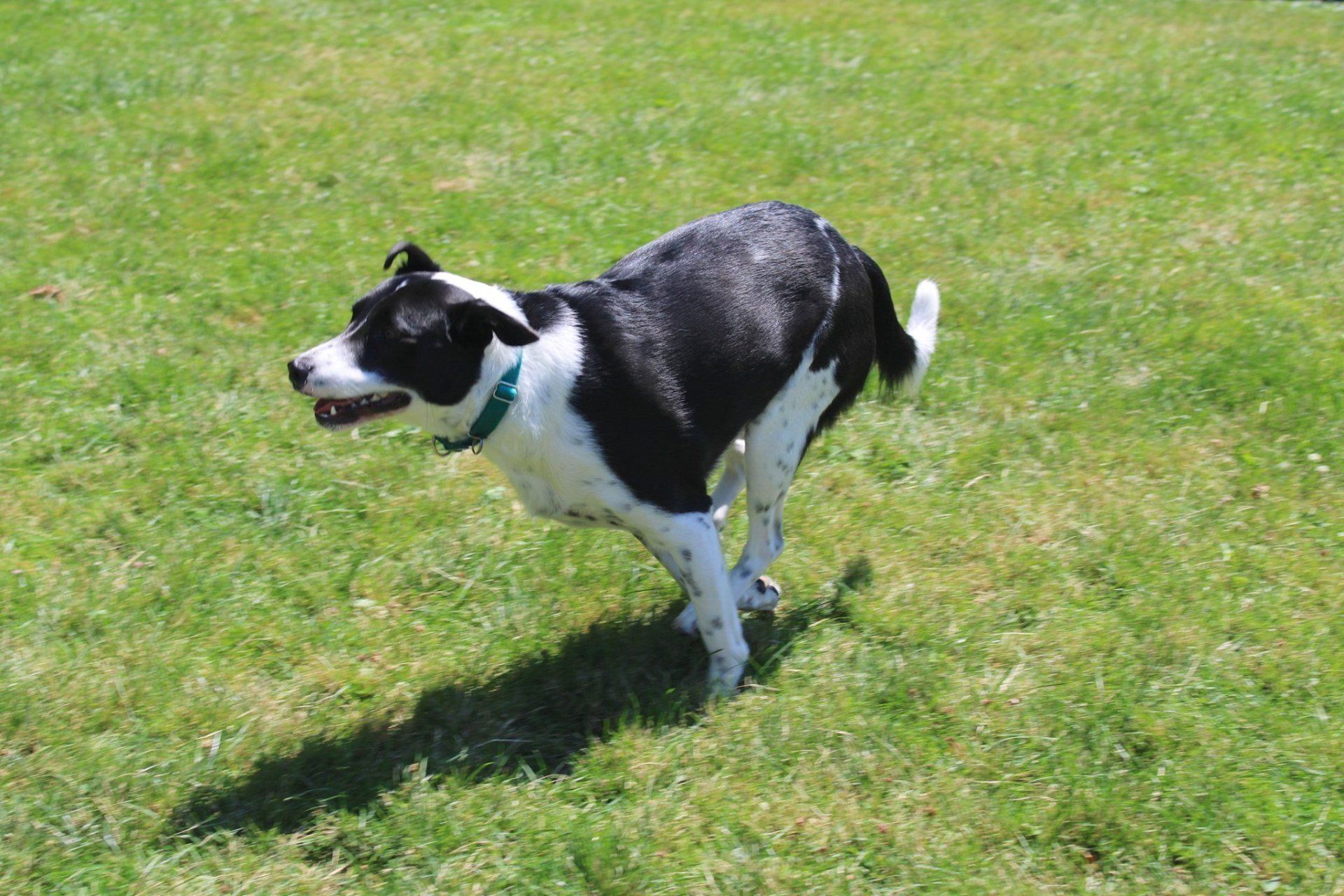 Jack Russell Terrier  — Clinton Twp., MI — Shores Kennels