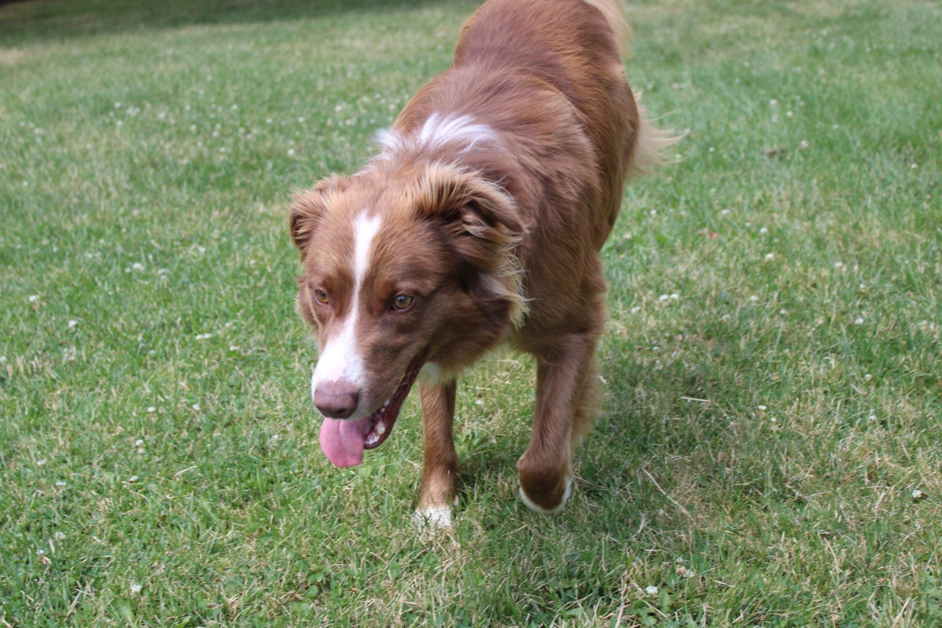 Dog After Playing  — Clinton Twp., MI — Shores Kennels