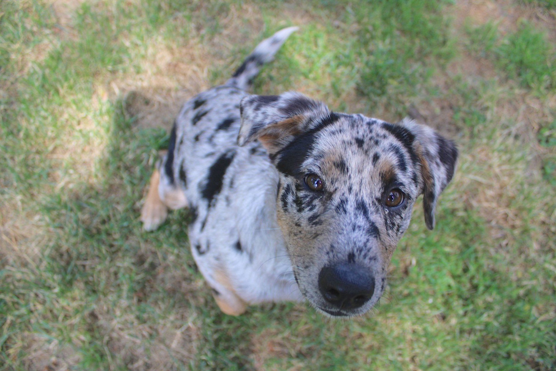 Dog Staring  — Clinton Twp., MI — Shores Kennels