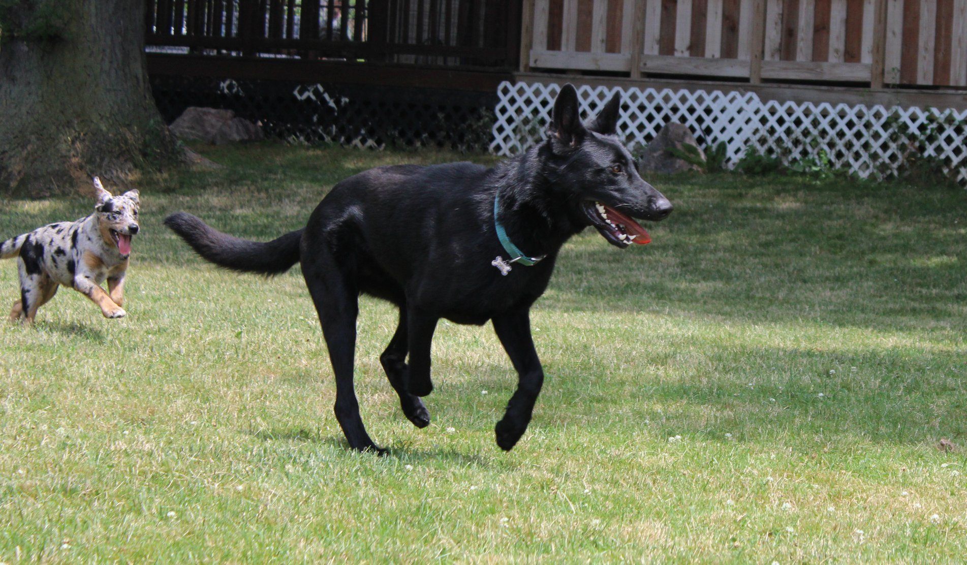 Huge Black Dog  — Clinton Twp., MI — Shores Kennels