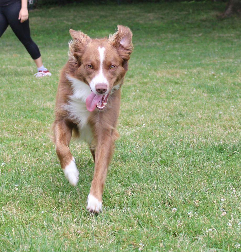 Retriever  — Clinton Twp., MI — Shores Kennels