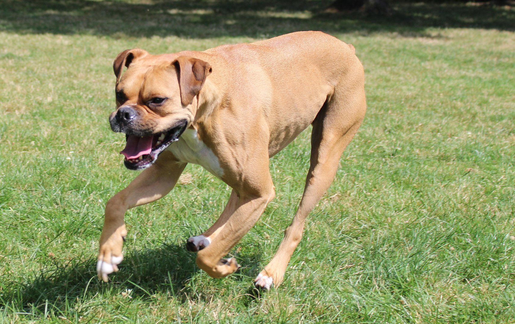 Brown Huge Dog — Clinton Twp., MI — Shores Kennels