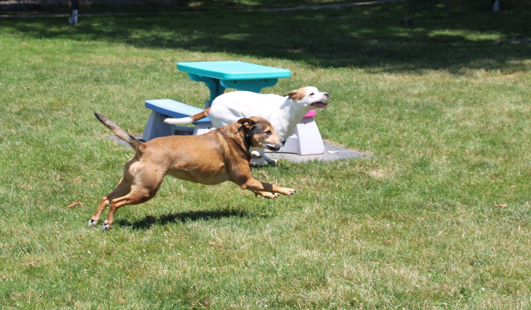 Two Dogs Running  — Clinton Twp., MI — Shores Kennels