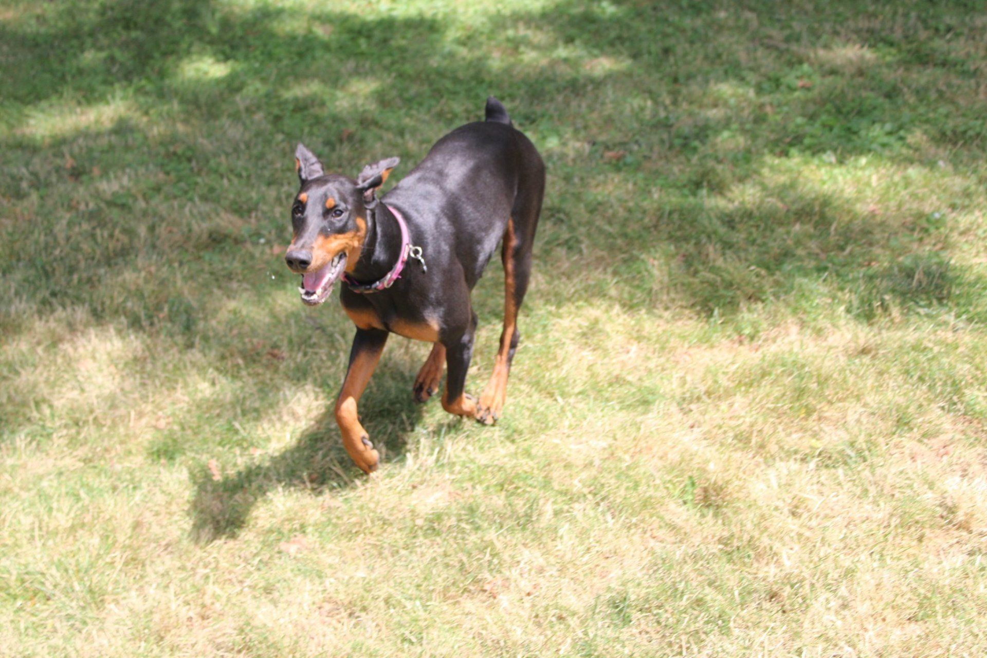Doberman — Clinton Twp., MI — Shores Kennels