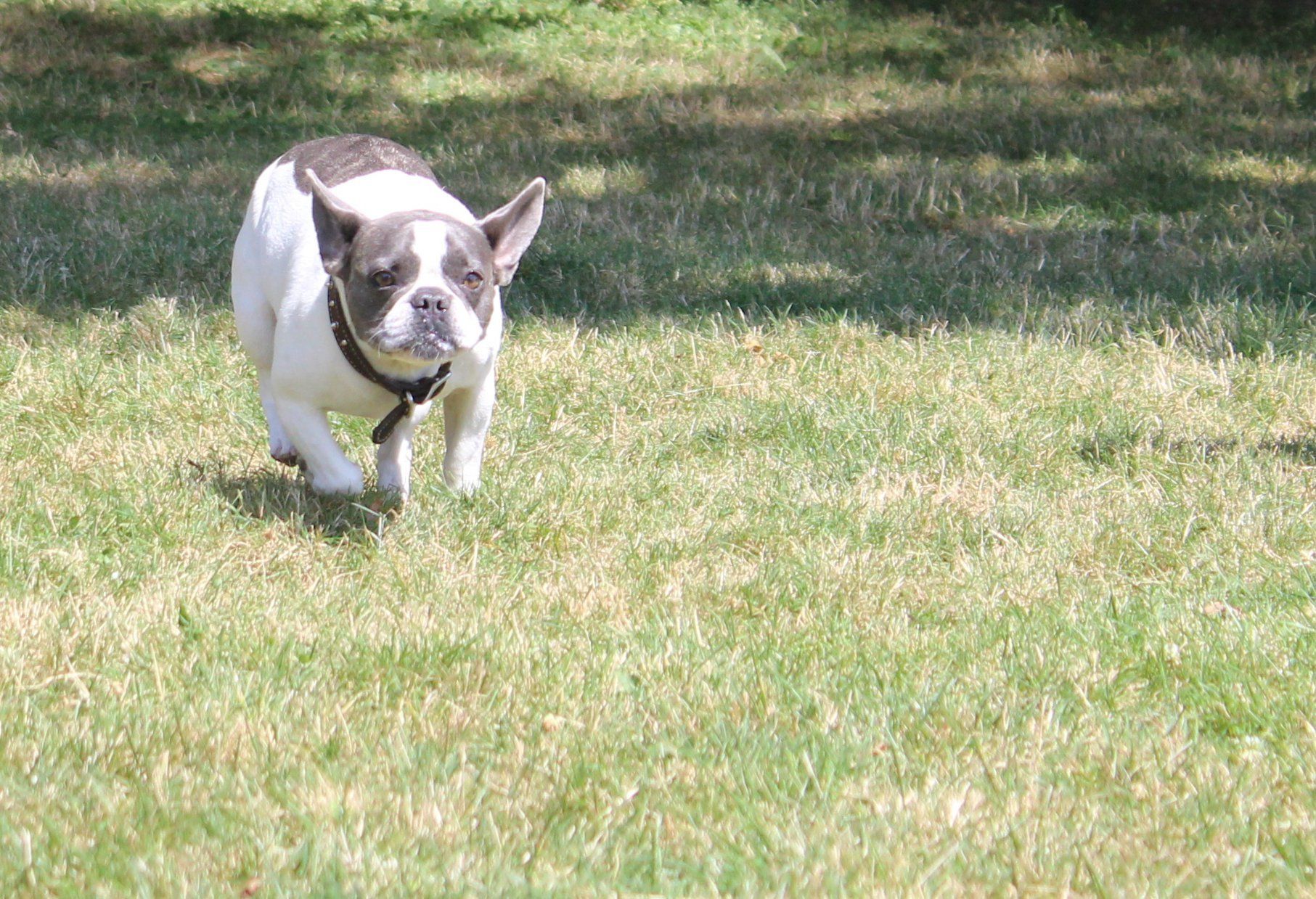 Small Grumpy Dog — Clinton Twp., MI — Shores Kennels