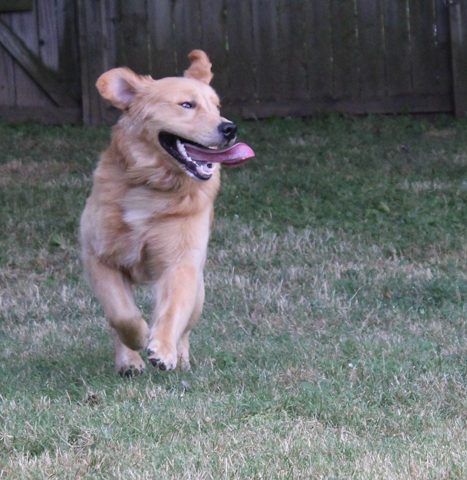 Golden Retriever Running On Grass  — Clinton Twp., MI — Shores Kennels