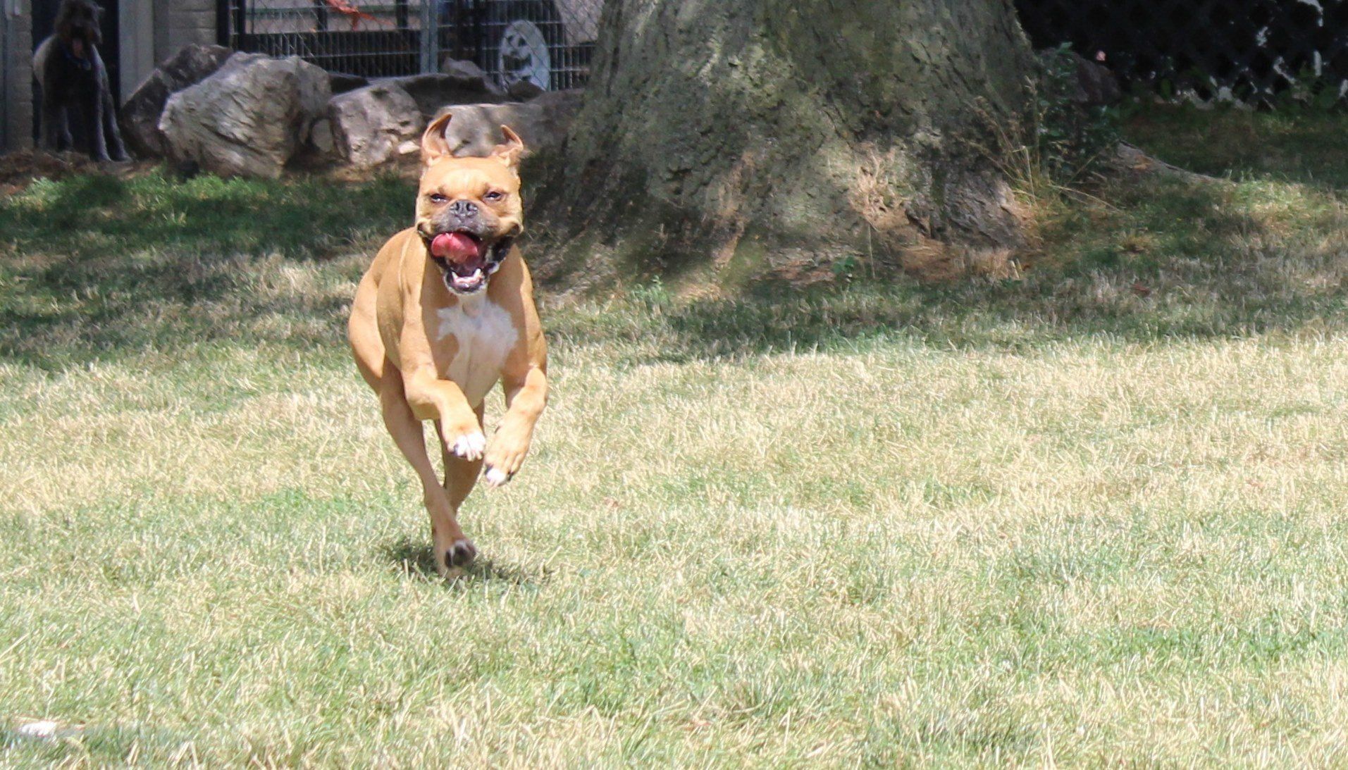 Dog Running With Tongue Sticking Out — Clinton Twp., MI — Shores Kennels