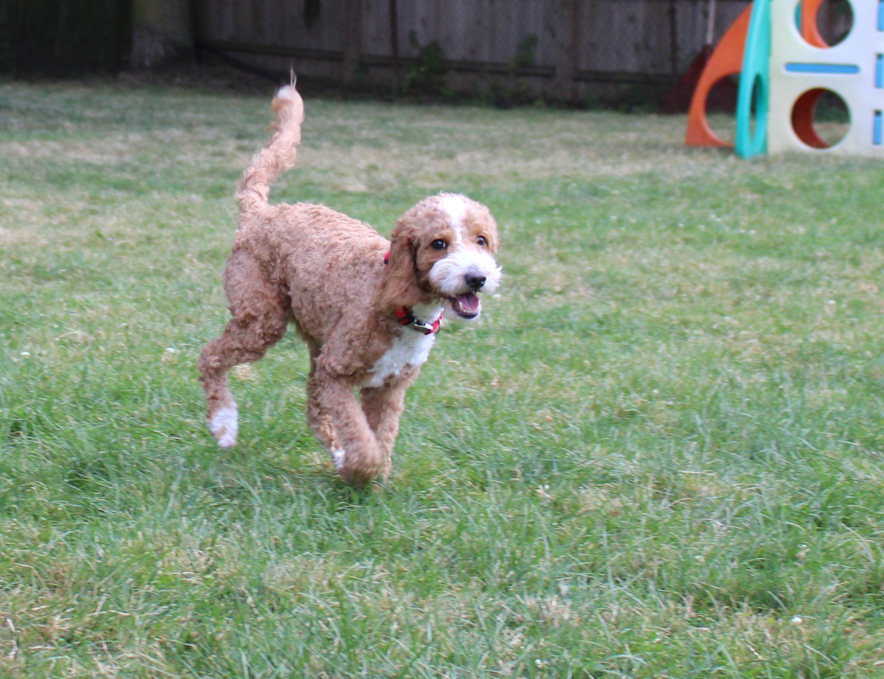 Brown Furry Dog — Clinton Twp., MI — Shores Kennels