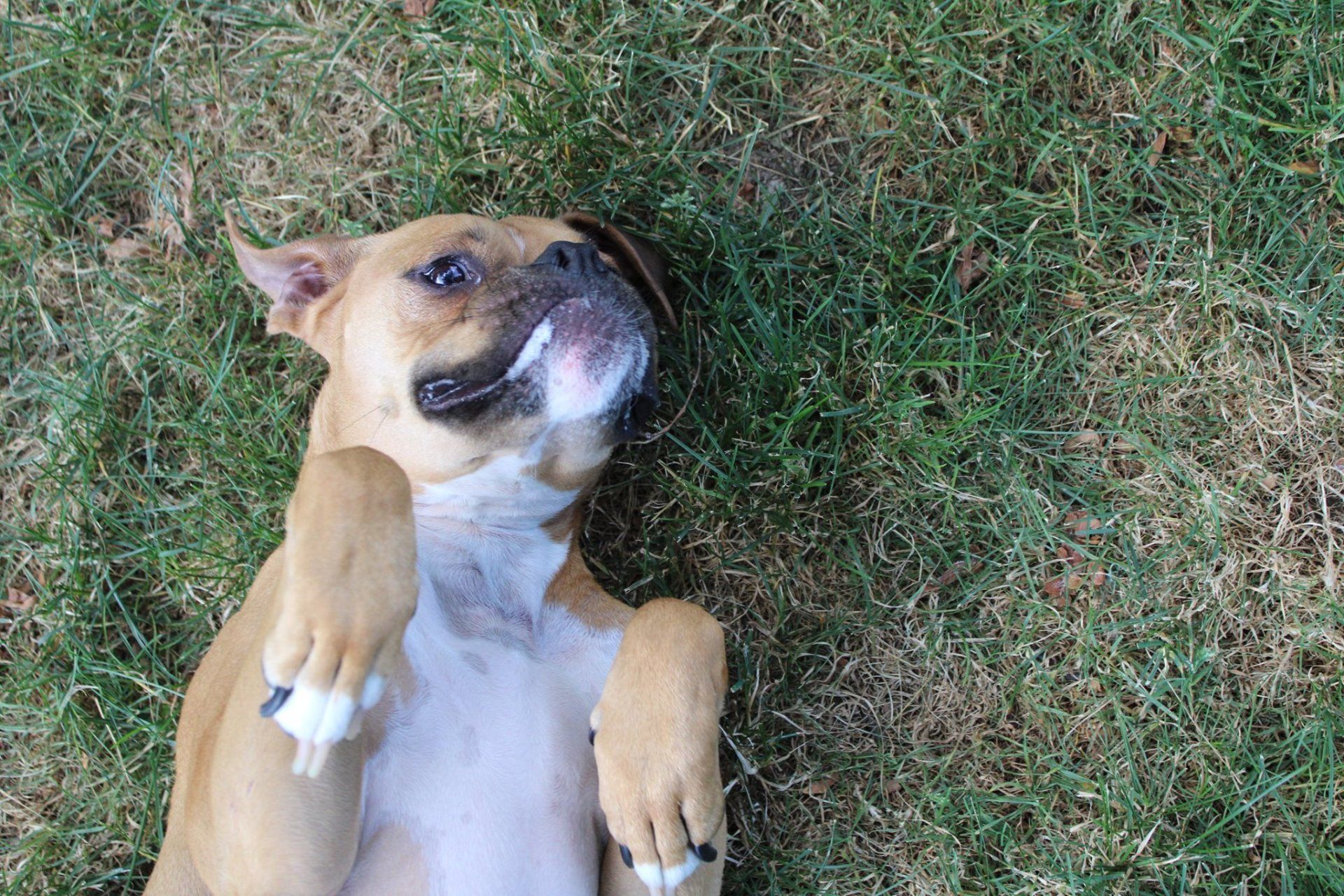 Dog Laying On Grass — Clinton Twp., MI — Shores Kennels