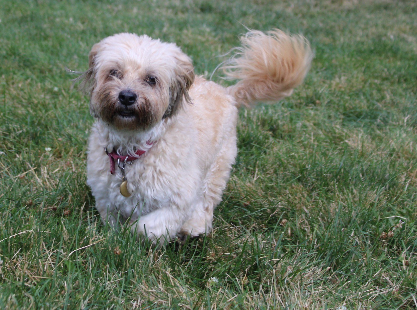 Dog With Collar — Clinton Twp., MI — Shores Kennels