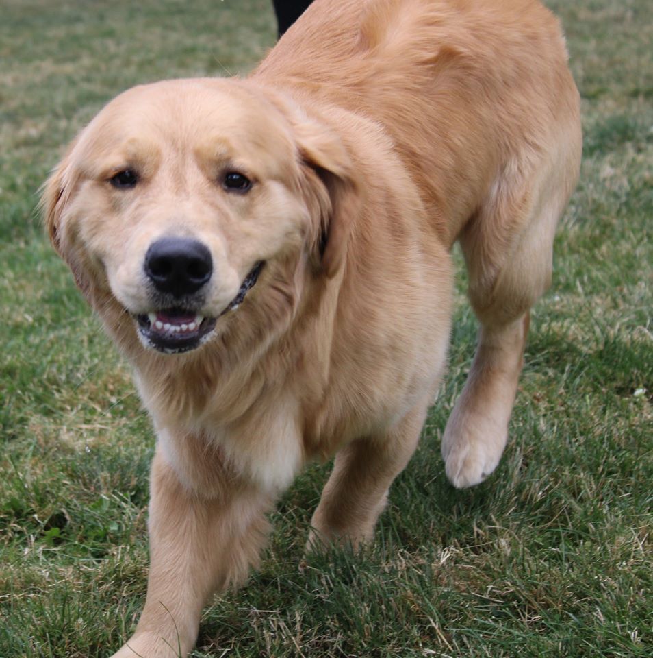 Golden Retriever  — Clinton Twp., MI — Shores Kennels