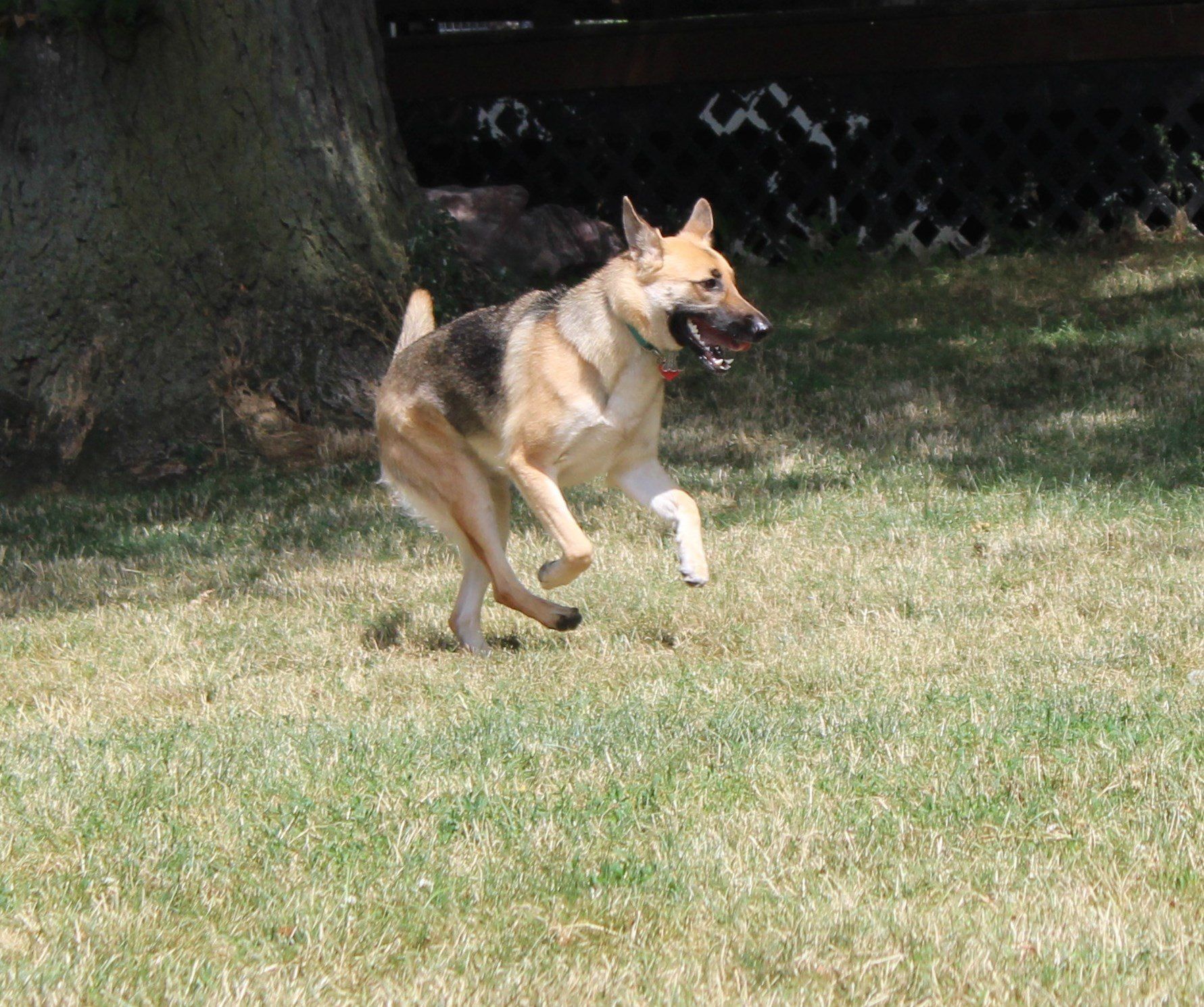 K9 Dog — Clinton Twp., MI — Shores Kennels