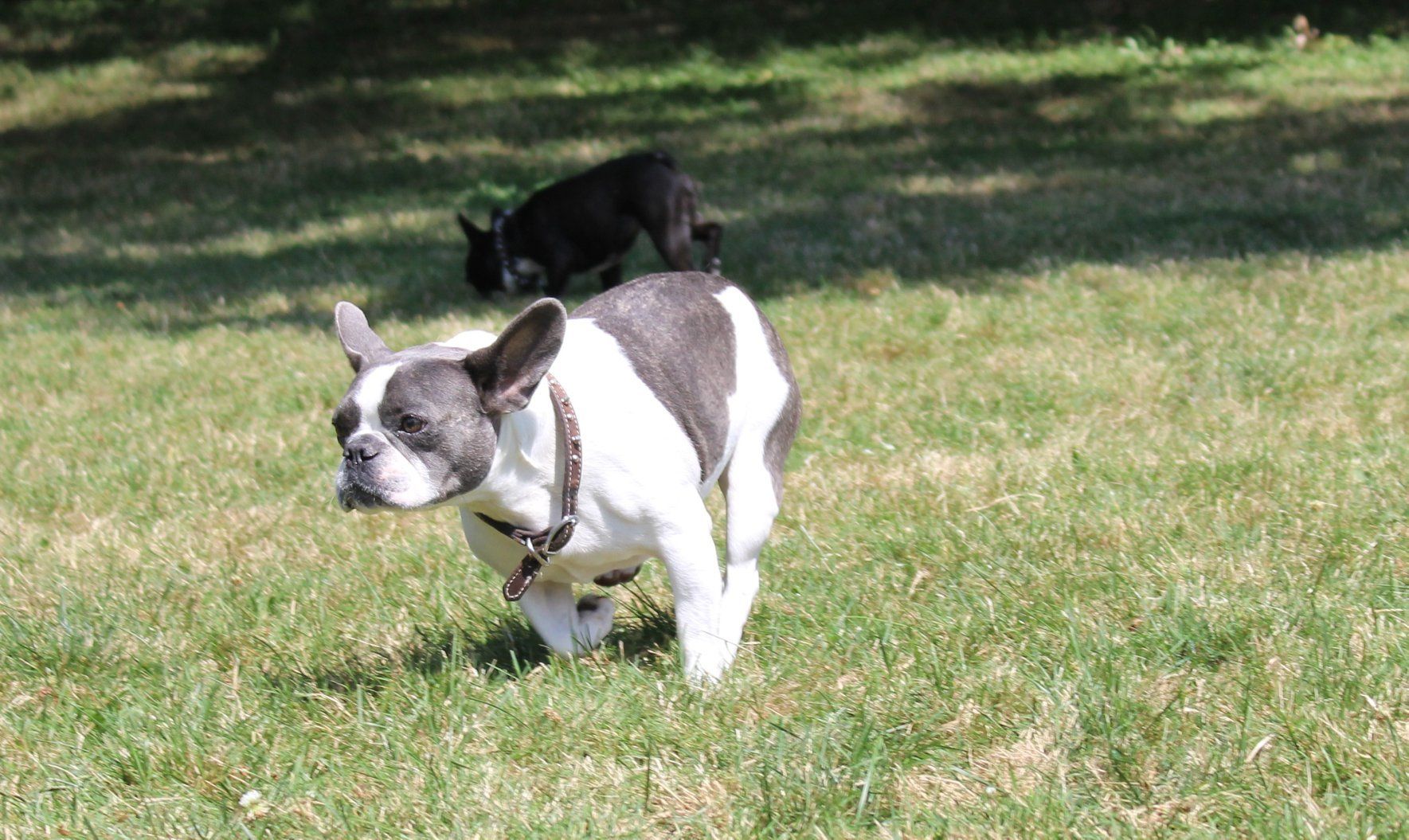Boston Terrier — Clinton Twp., MI — Shores Kennels