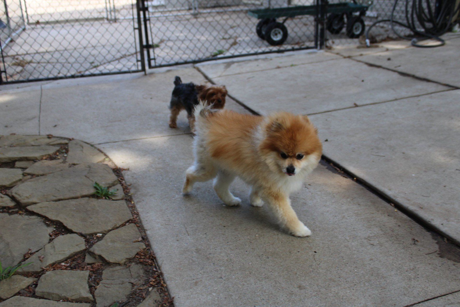 Two Small Dogs Walking — Clinton Twp., MI — Shores Kennels