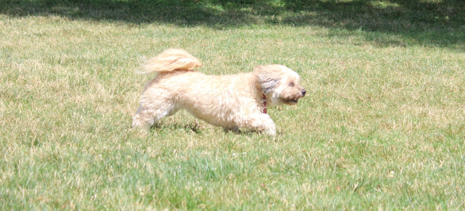 Small Furry Dog Running — Clinton Twp., MI — Shores Kennels