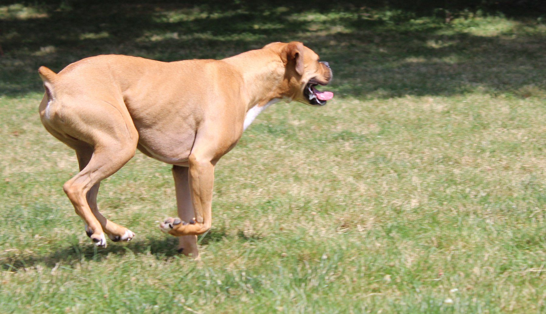 Huge Dog Running — Clinton Twp., MI — Shores Kennels