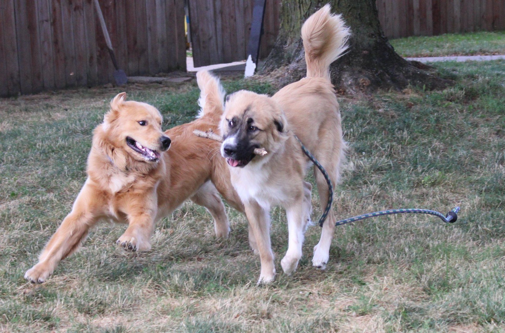 Two Dogs Playing With Each Other  — Clinton Twp., MI — Shores Kennels