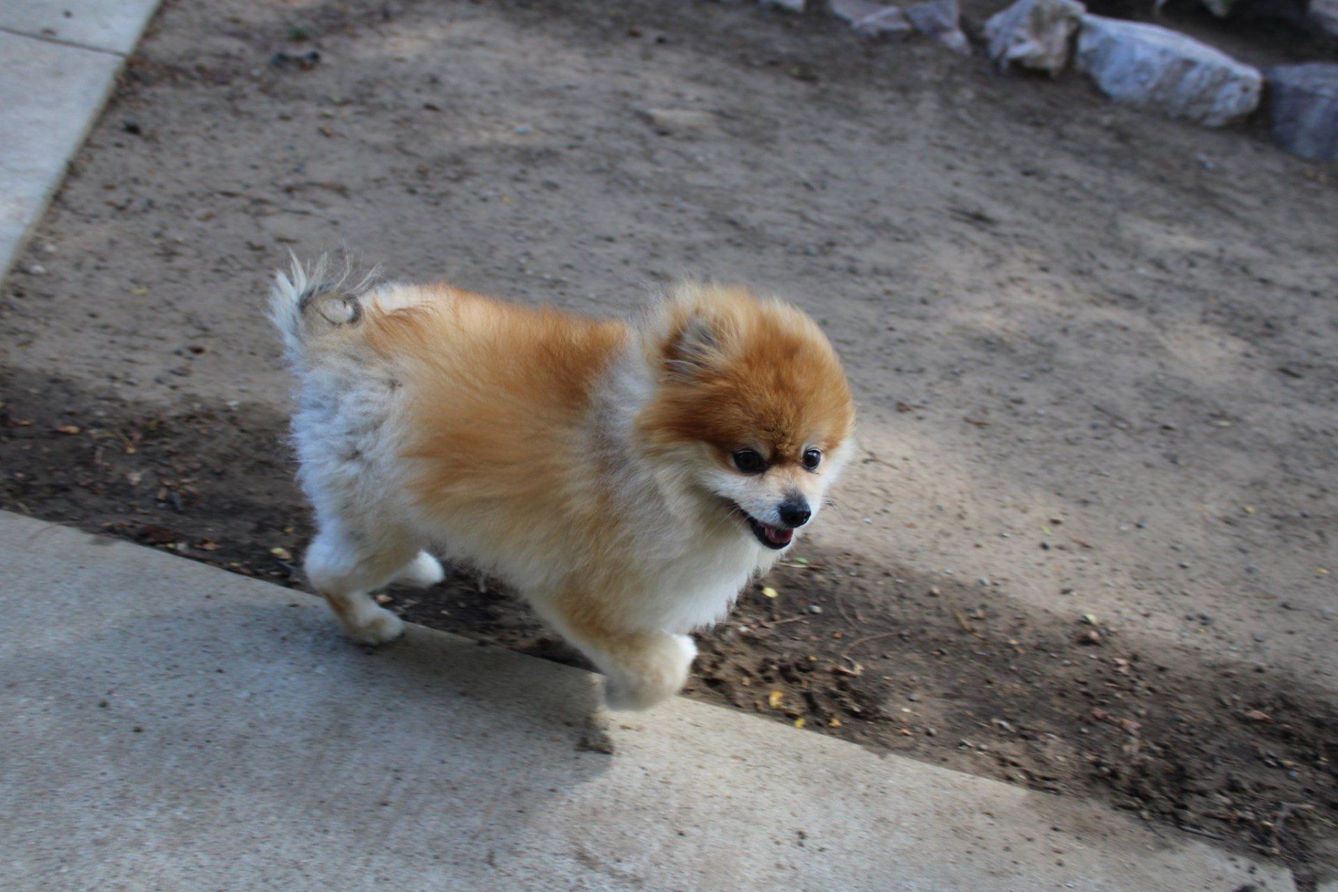 Dog Walking — Clinton Twp., MI — Shores Kennels