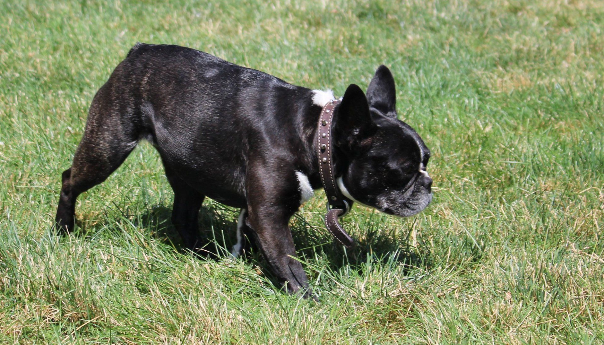 Black Bulldog  — Clinton Twp., MI — Shores Kennels