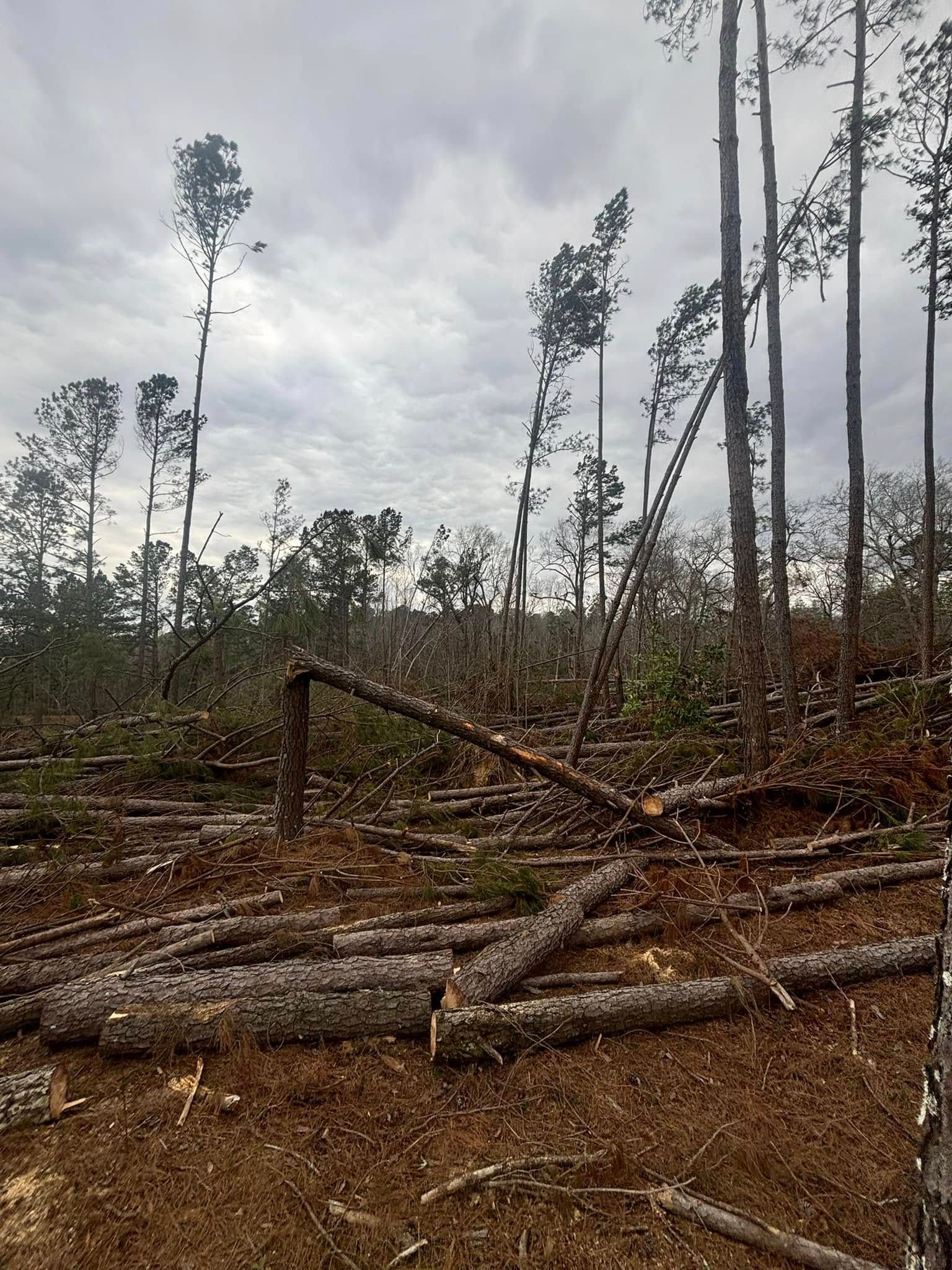 Clearcut forest with fallen logs and standing trees under a cloudy sky.