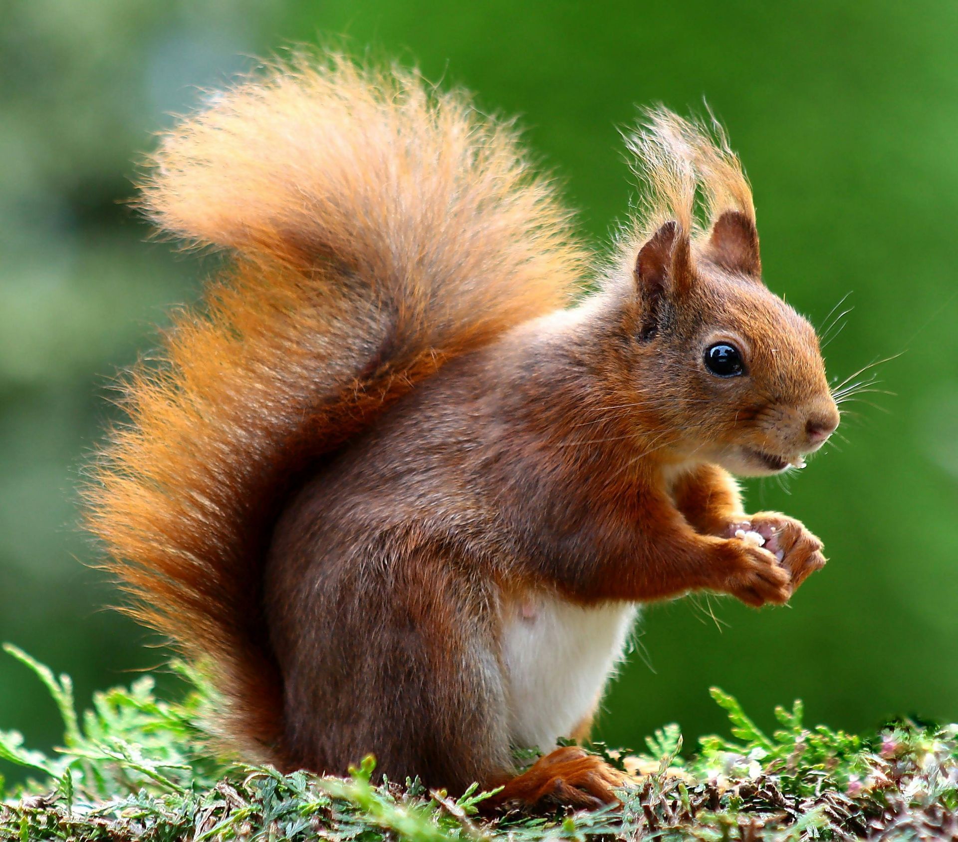 Decorative image of a brown squirrel