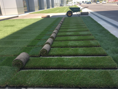 Artificial turf installation with rolled sod strips and wheelbarrow along a walkway