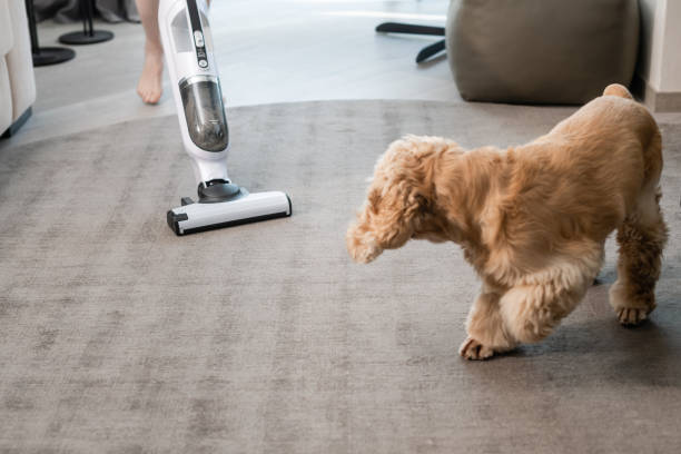 Dog watch the vacuum cleaner after own stains