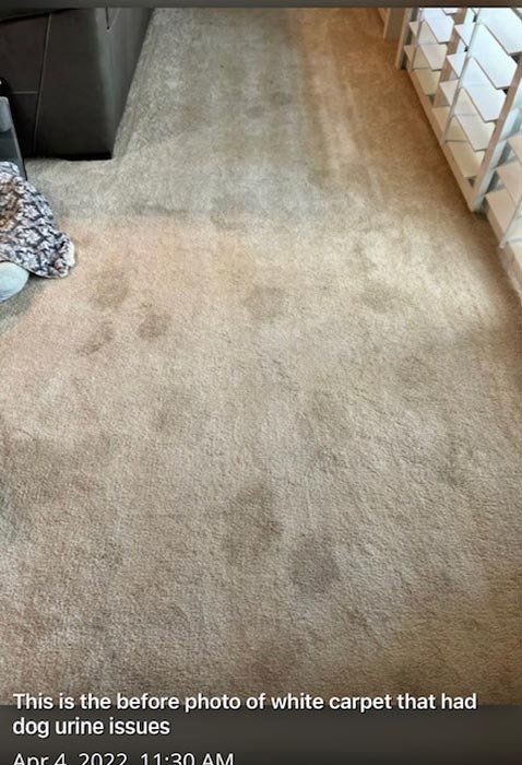 Thermal Clean Carpet Care before photo