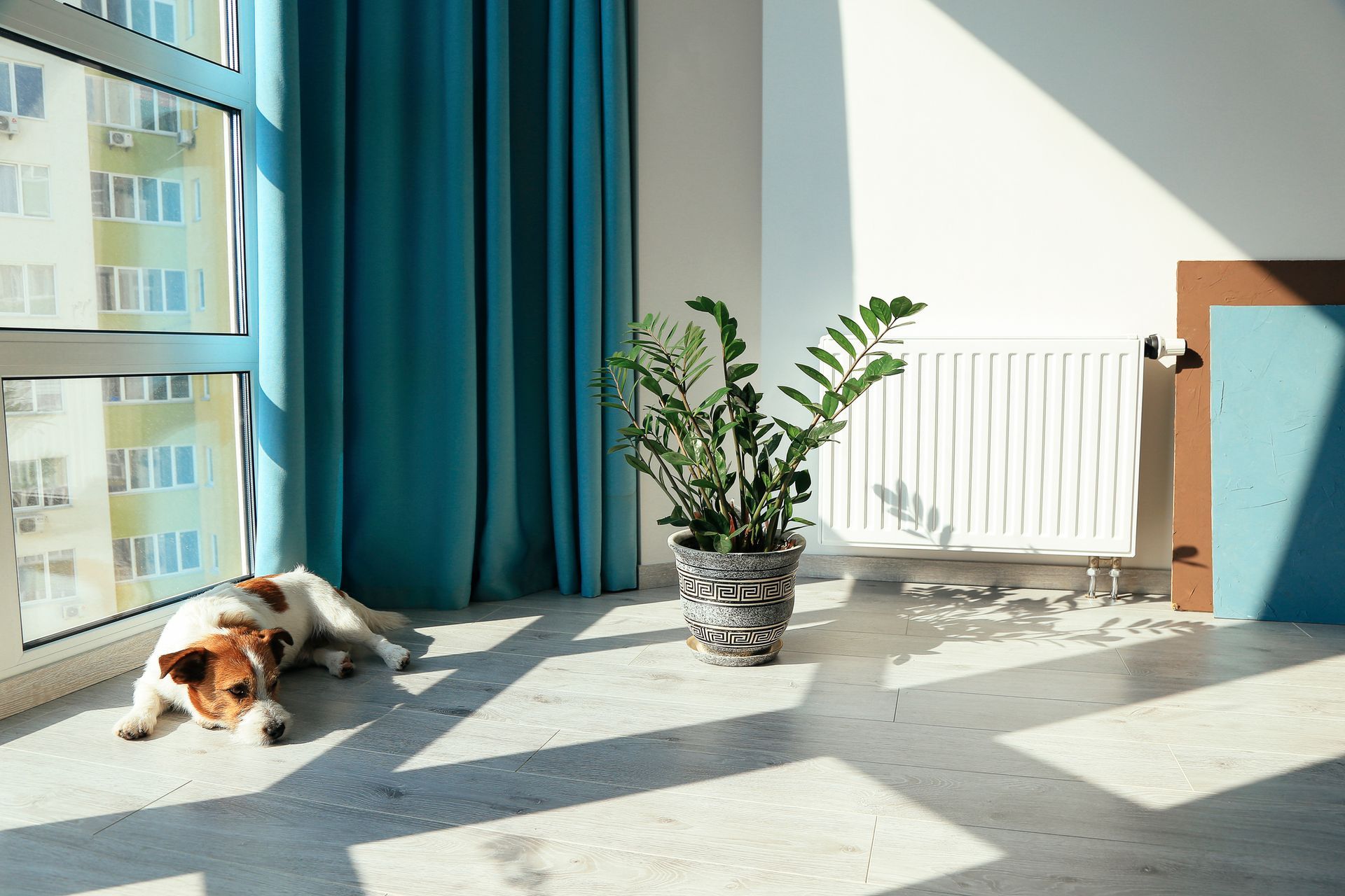 Dog lying on floor by window, sunlight. Teal curtains and plant.