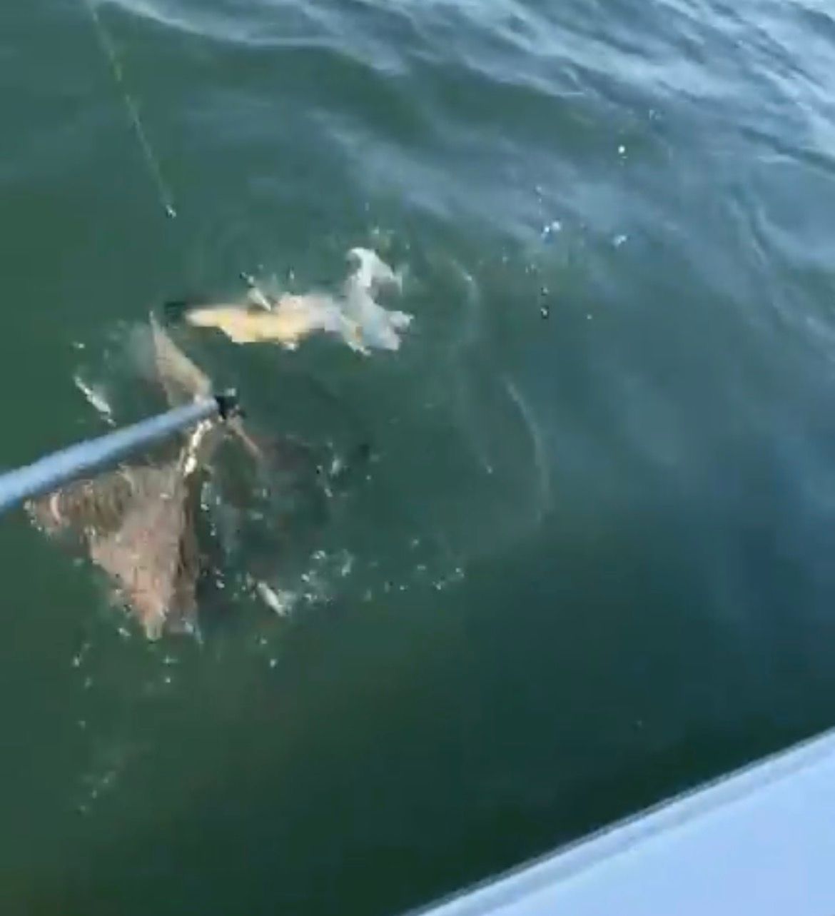 A Lake Erie Walleye is Caught on a one ounce Captian Hooks walleye jig in the Western Basin.