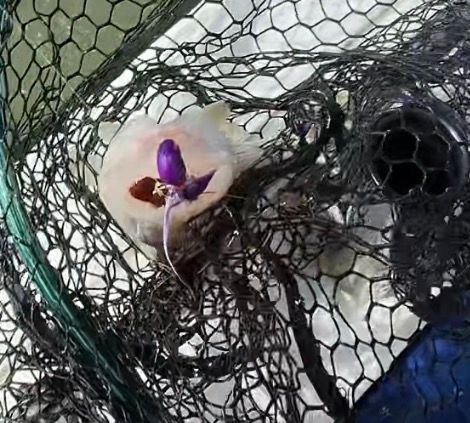 Lake Erie walleye in the net caught on a Captain Hooks 1 oz hair jig 