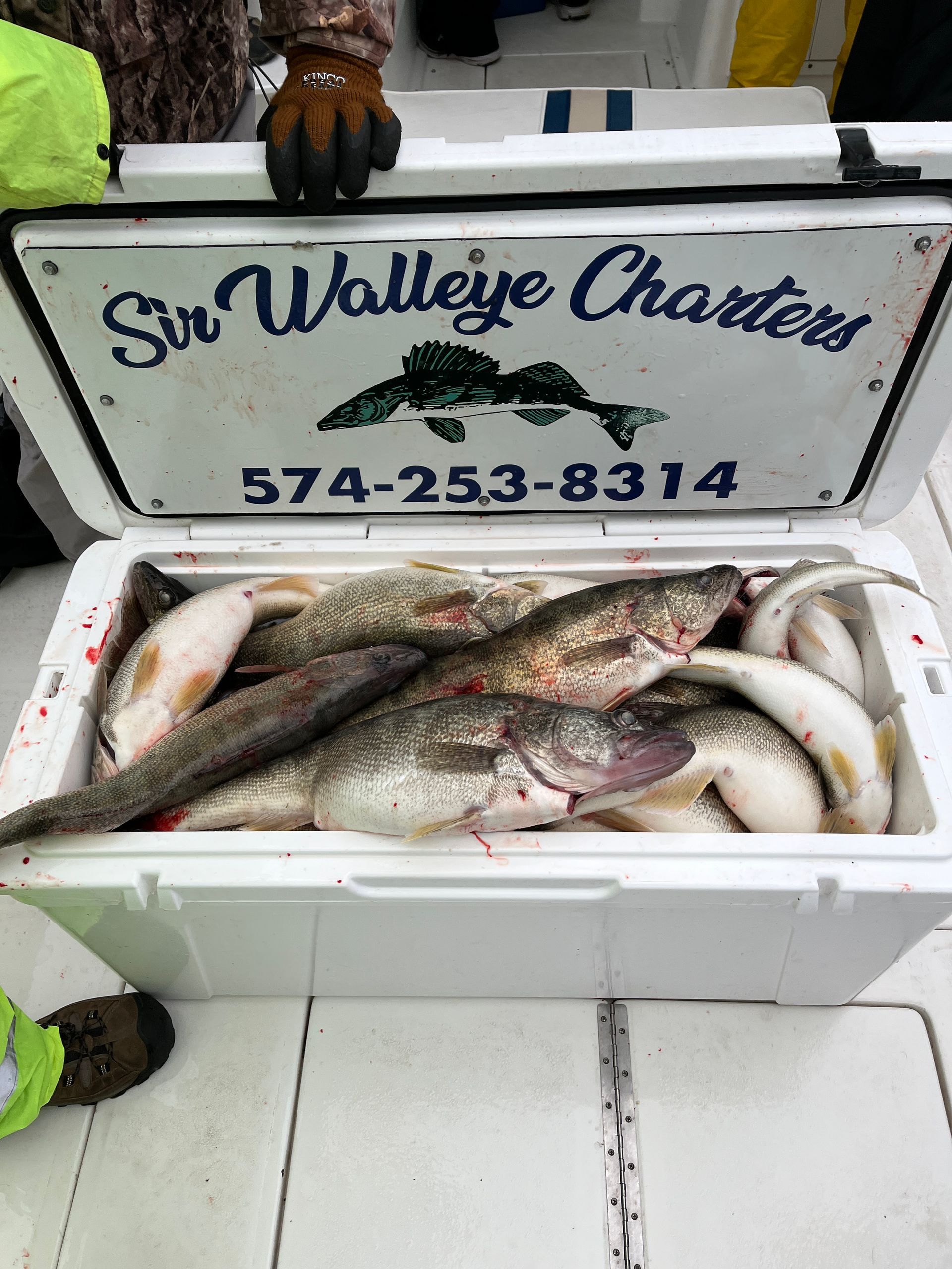 A picture of a cooler full of Fish Ohio grade walleyes caught on Sir Walleye Charters.