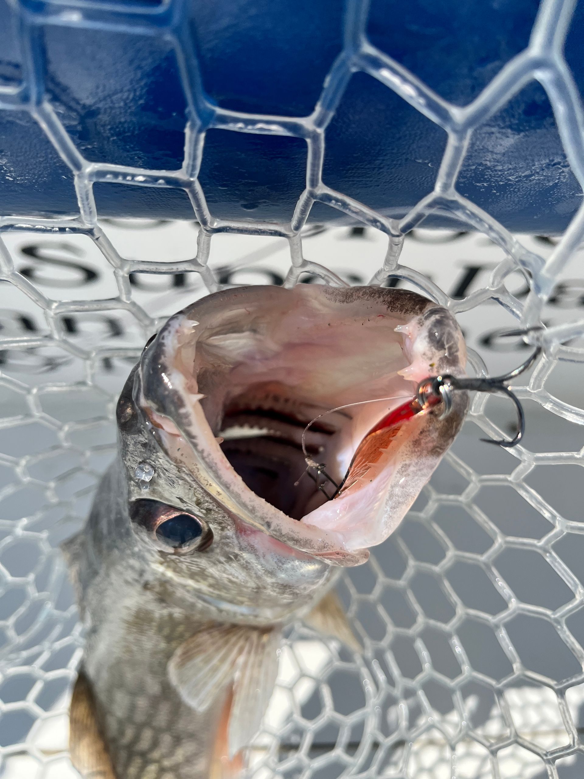 Lake Erie Walleye with a Silver Streak Jr Spoon in the mouth with a Mustad Alpha Point hook.