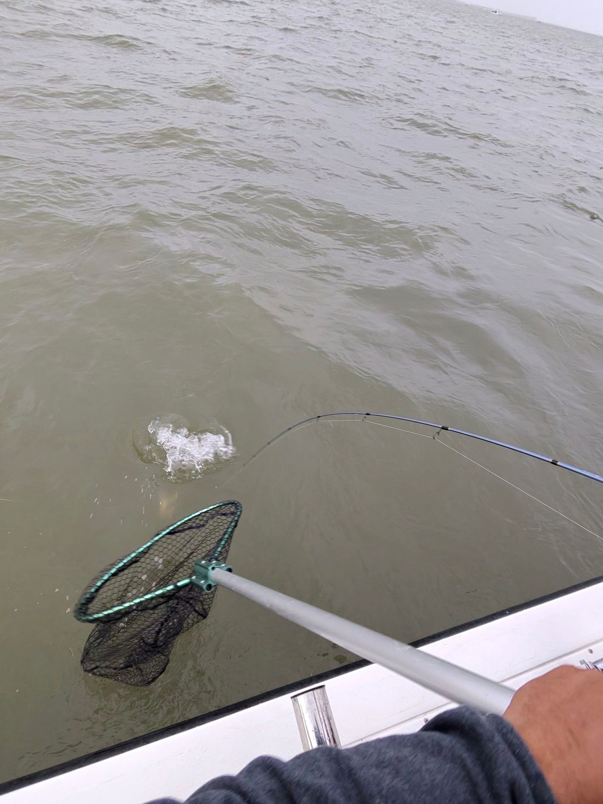 Picture of a Lake Erie walleye being reeled in with rod in hand and netted 