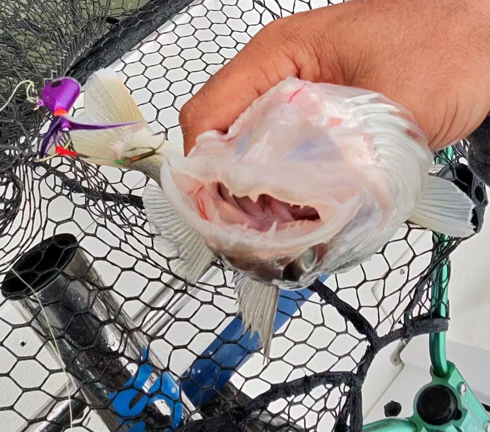 A walleye in the net caught on Lake Erie while jig fishing with Sir Walleye Charters 