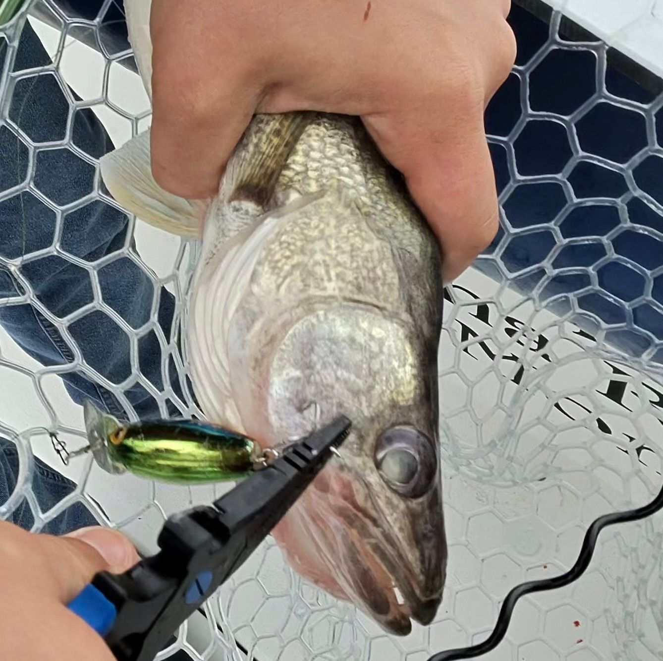 Lake Erie Walleye having a crank bait removed from its mouth.